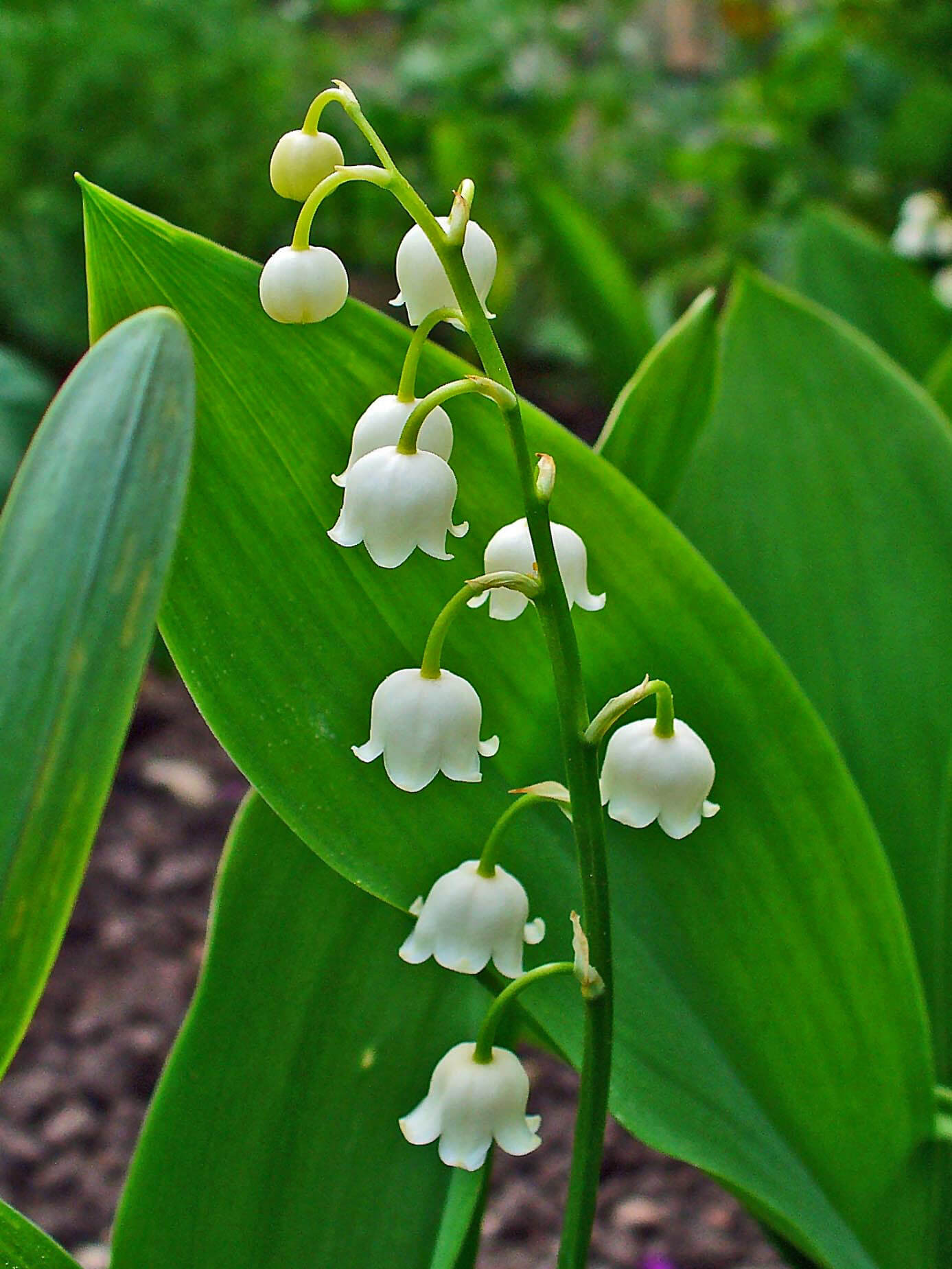 CONVALLARIA MAJALIS