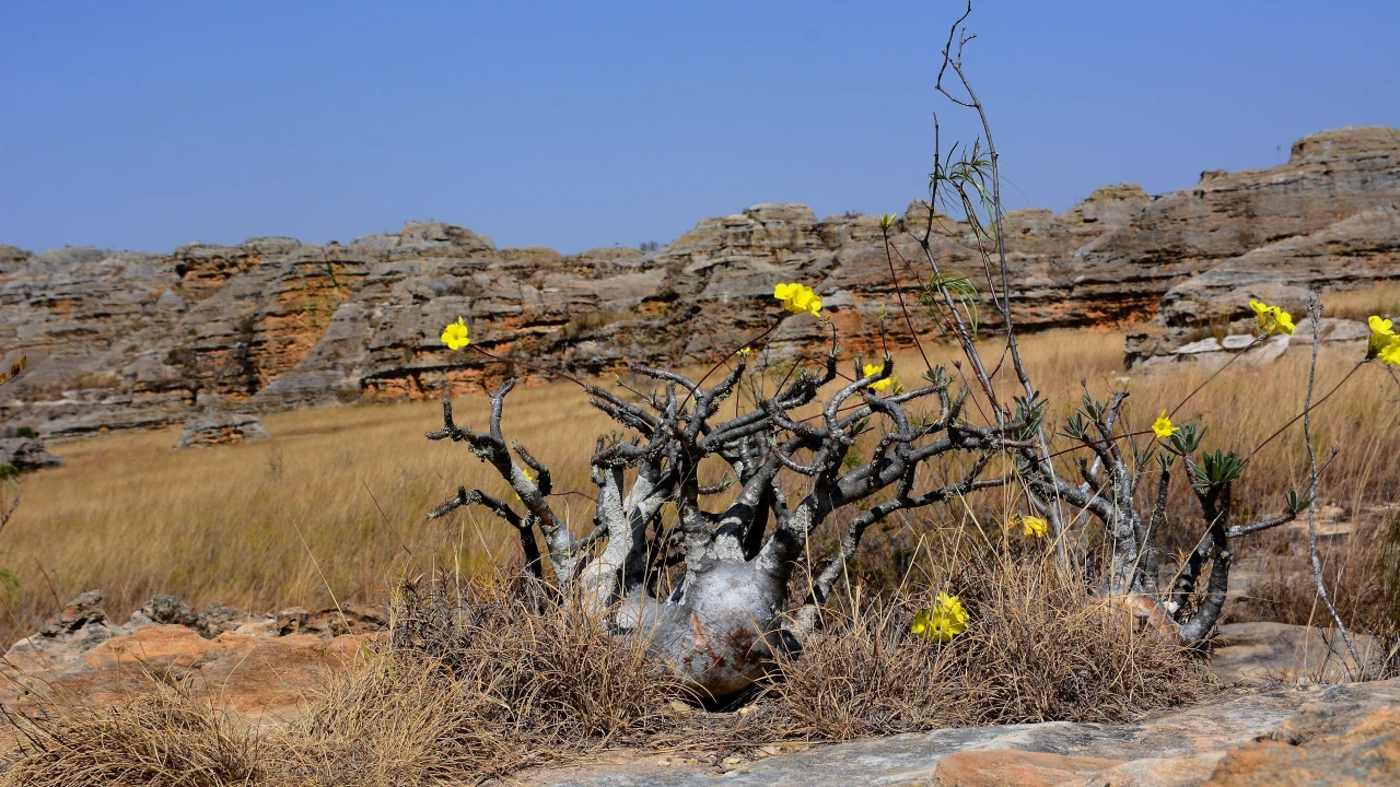 Isalo National Park: A Theatre of Stone and Sky — photo 3