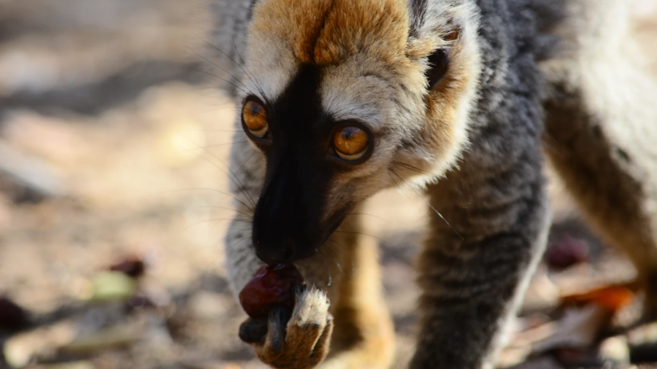 Kirindy Mite National Park: Realm of the Fosa — photo 1