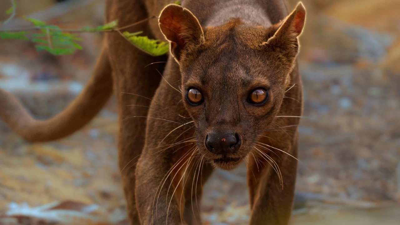 Kirindy Mite National Park: Realm of the Fosa — photo 2