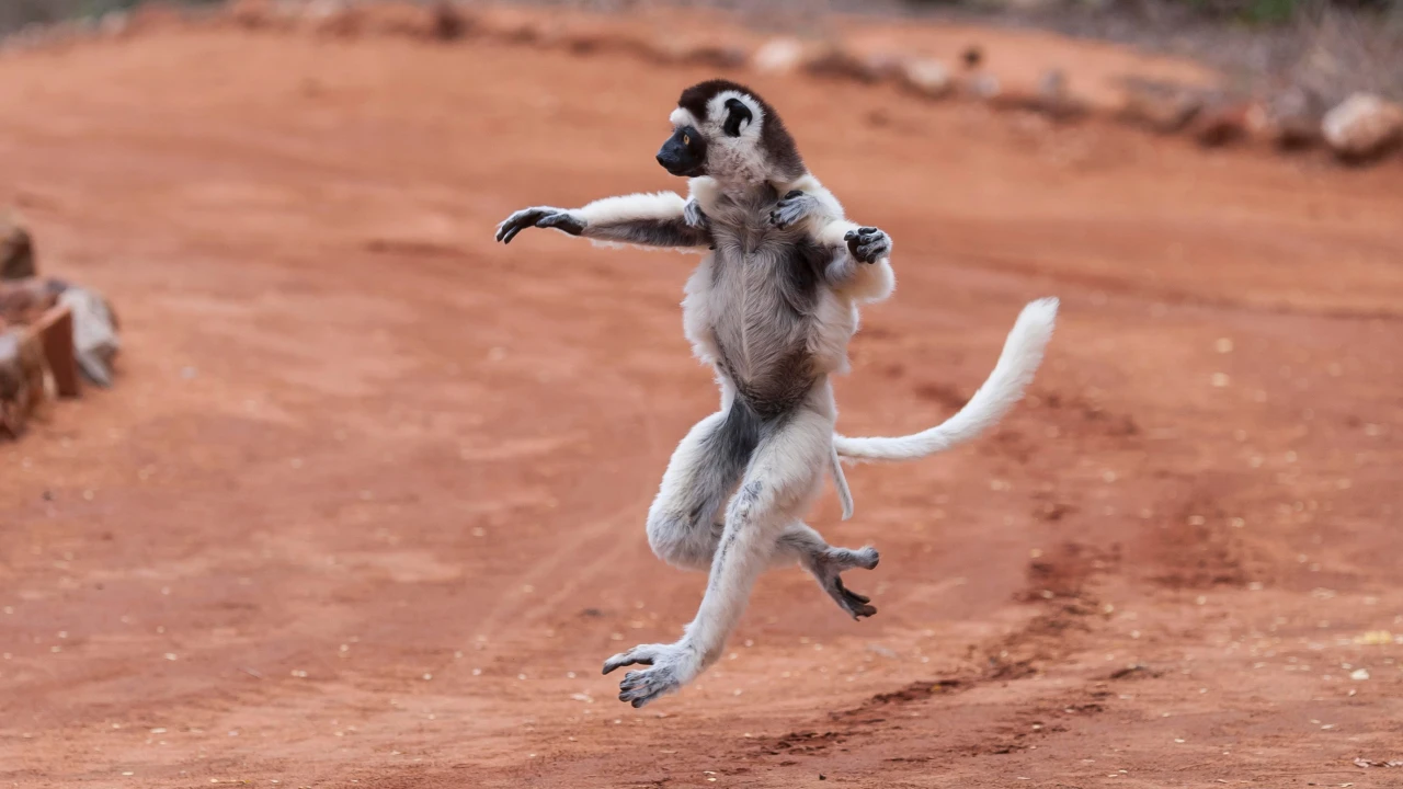 Berenty Private Reserve: The Original Lemur Sanctuary — photo 1