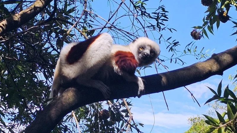 Lemur's Park