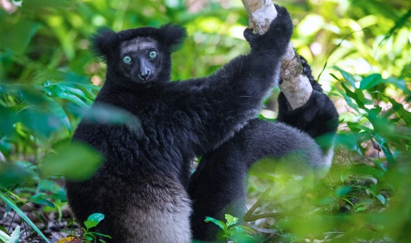 Andasibe-Mantadia National Park