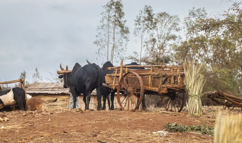 Ambalavao Zebu Market
