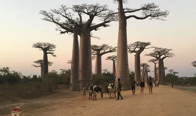 Avenue of the Baobabs