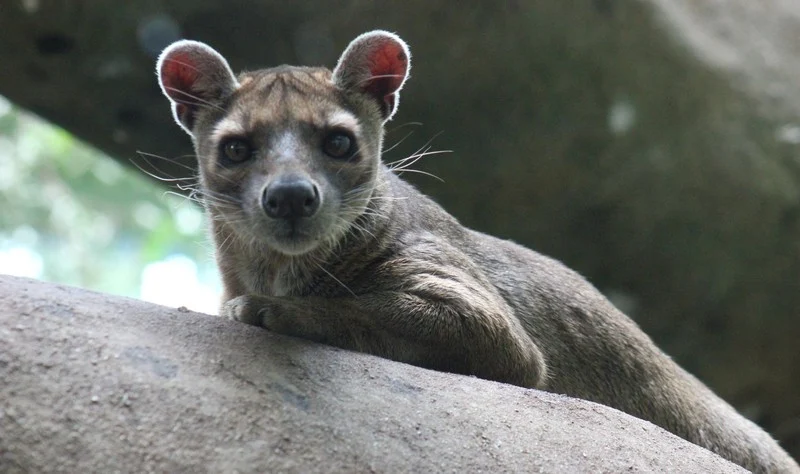 Kirindy Forest Reserve