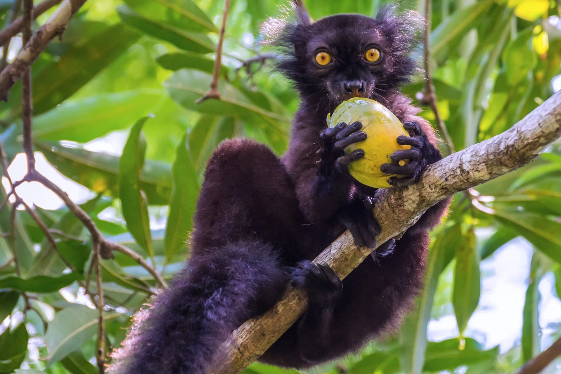 The Eighth Continent: A Naturalist’s Journey in Madagascar