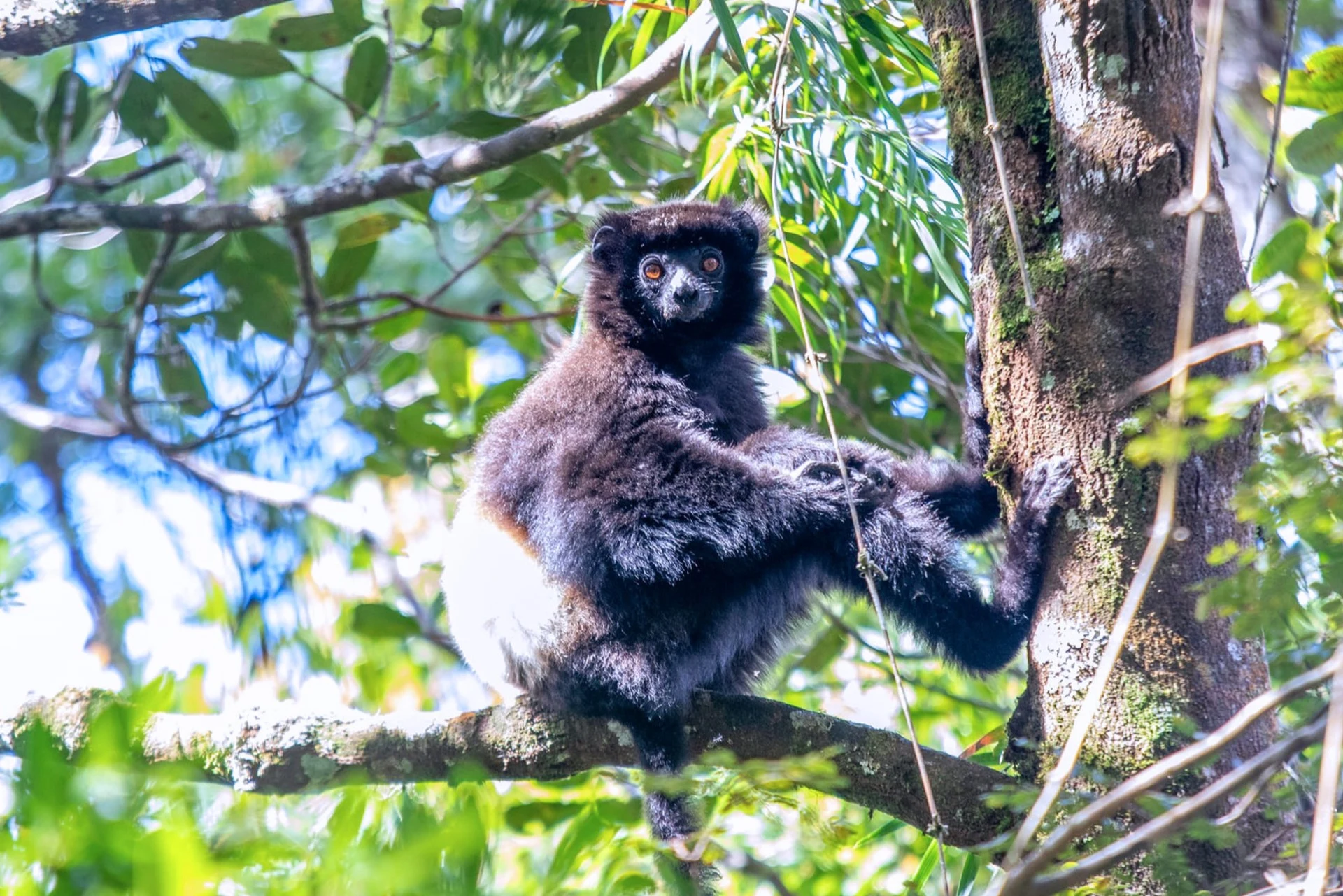 The Eighth Continent: A Naturalist’s Journey in Madagascar