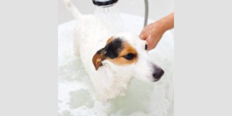 Nature Land Pet Resort - Dog Kennel in Hensley, AR
