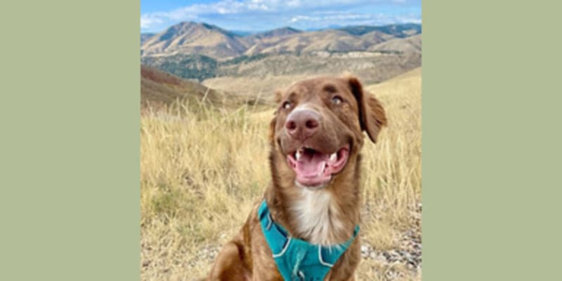 PoshPups Colorado - Dog Kennel in Lakewood, CO