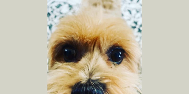 Pet Care Concierge ATL