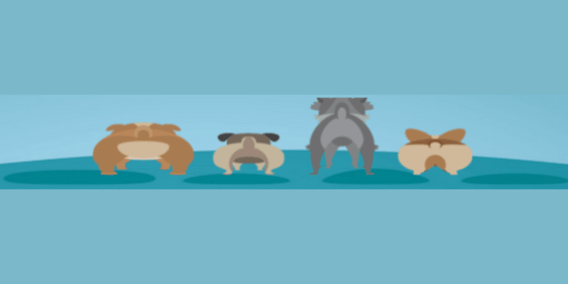 WAGS In-Home Country Dog Boarding