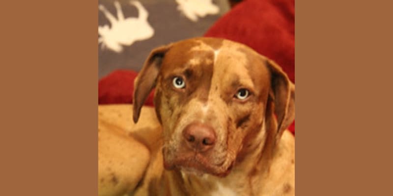 Legacy Boarding Kennel