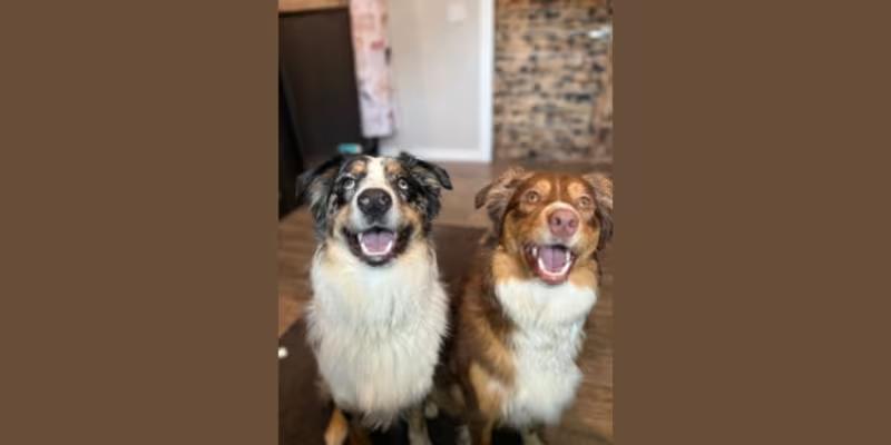 The Pampered Pet Lodge