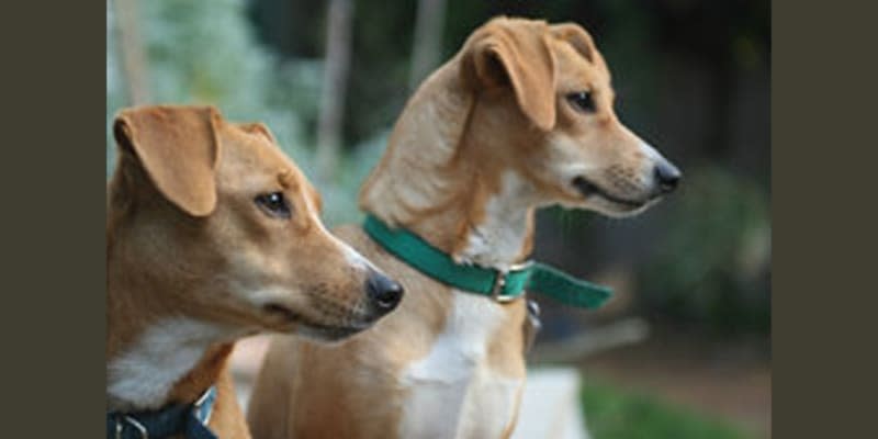Countryside Pet Resort