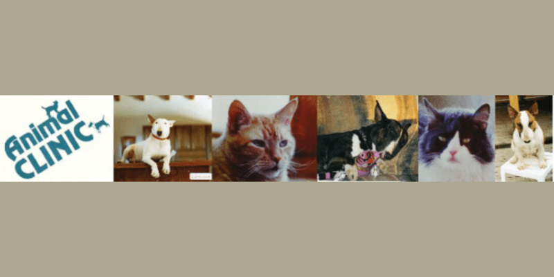 The Animal Clinic