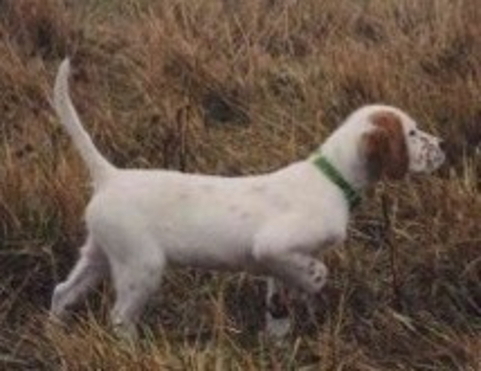Adams Kennel - Image 1