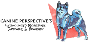 Canine Perspective