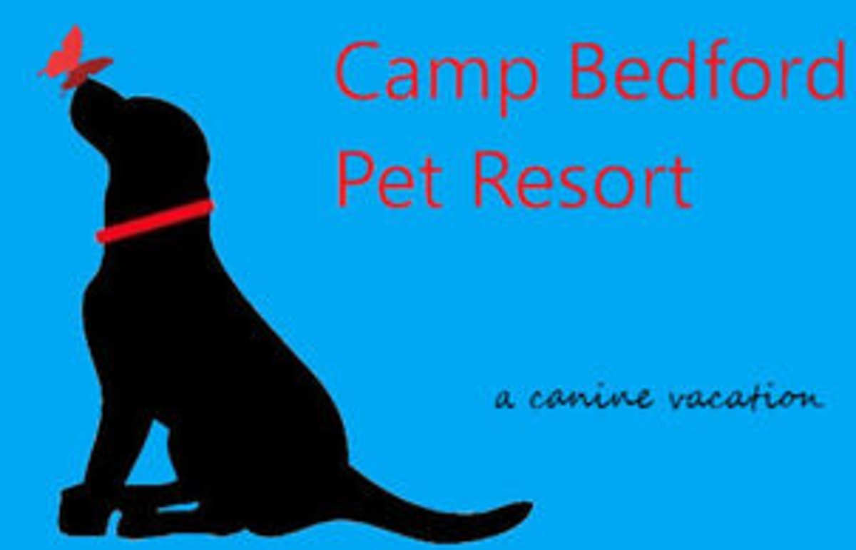 Camp Bedford Pet Resort
