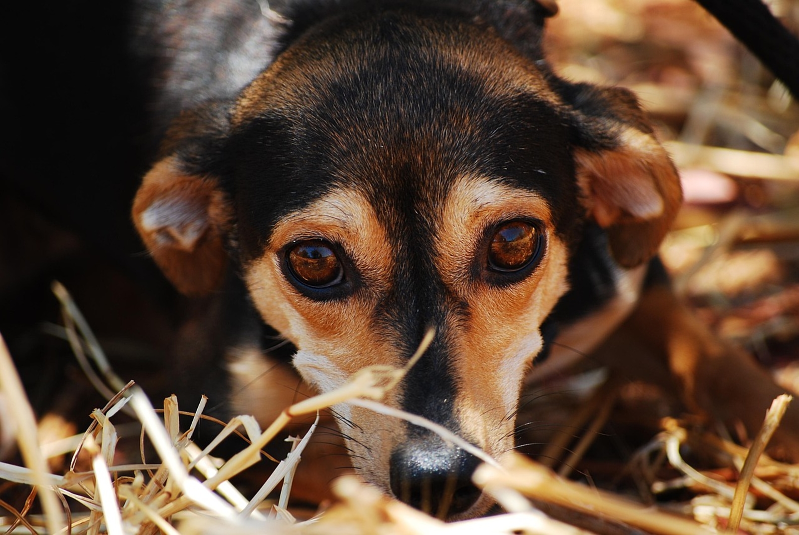 Preparing Your Anxious Dog for Boarding Success