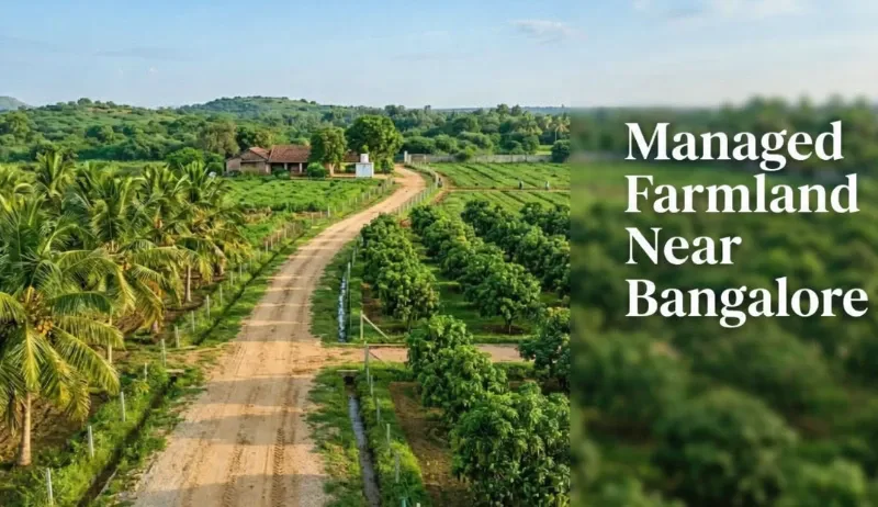 Managed Farmland Near Bangalore | How It Works — 2026 Guide