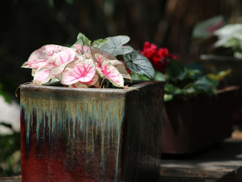 Glazed Ceramic Planter