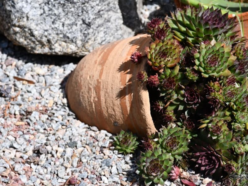 Hand-Thrown Terracotta Pot