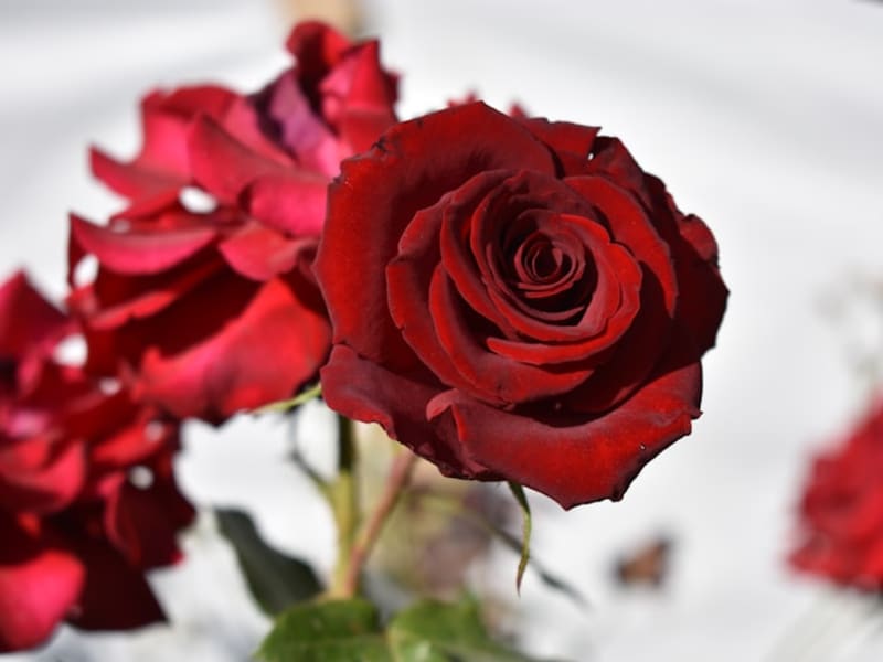 Classic Rose Bouquet