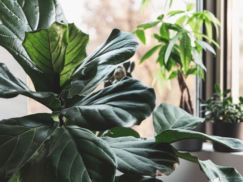 Fiddle Leaf Fig