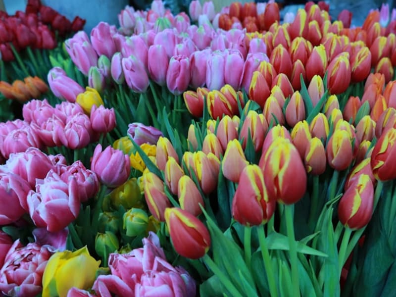 Mixed Tulip Bouquet