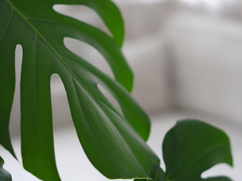 Monstera Deliciosa