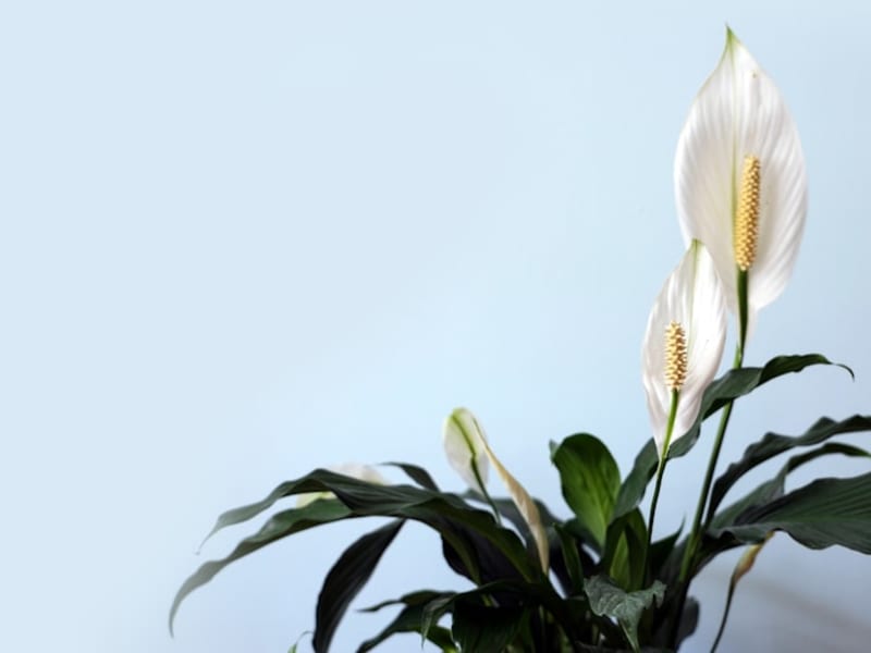 Peace Lily