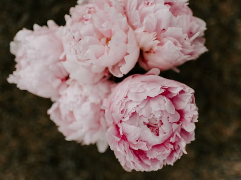Peony Bouquet