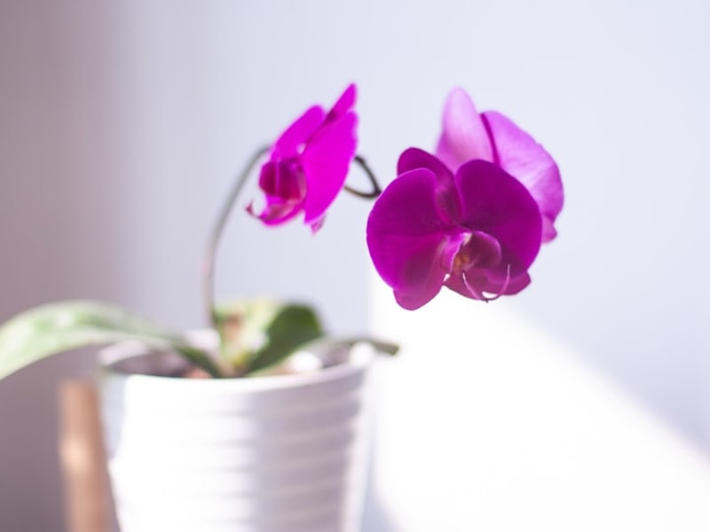 Purple Orchid Plant