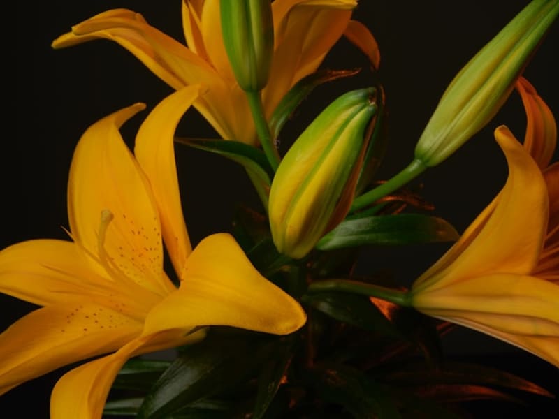 Seasonal Arrangement
