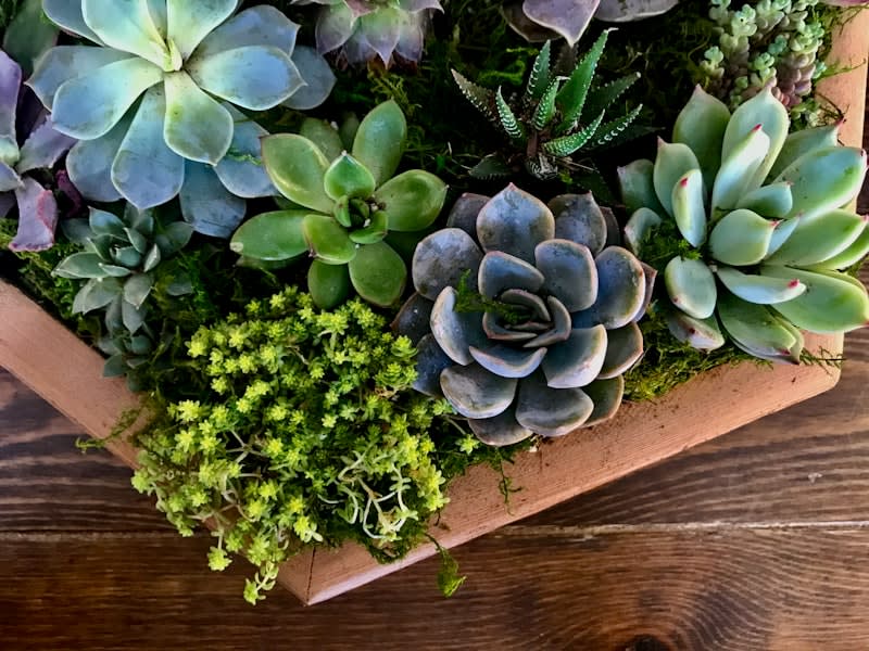 Succulents Gift Set