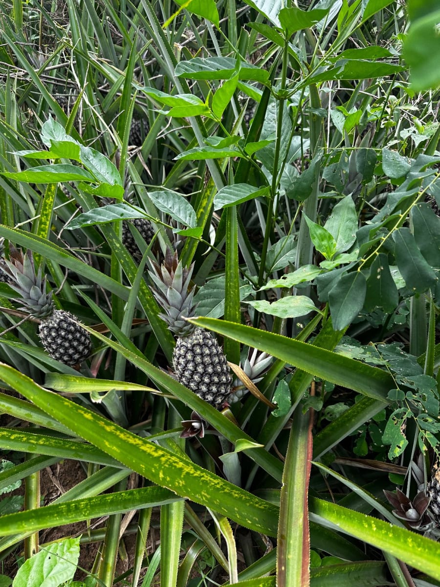 Pineapple