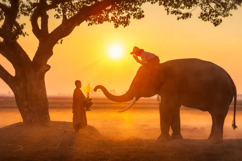 Animals That Are Seen as Holy