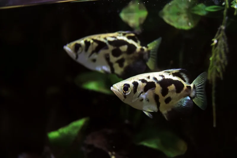 Five Amazing Fish That Hunt Land Animals