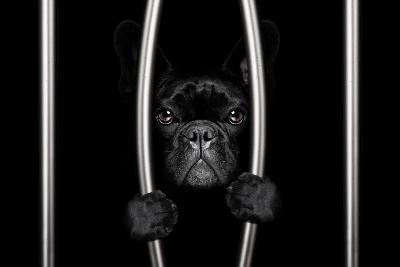 Serious Crimes That Weren't Committed By Humans