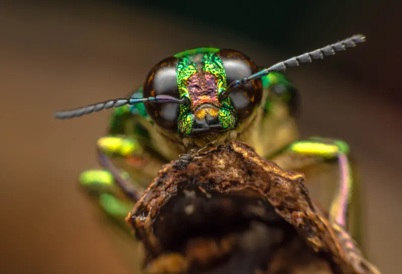 Insects With Incredible Superpowers