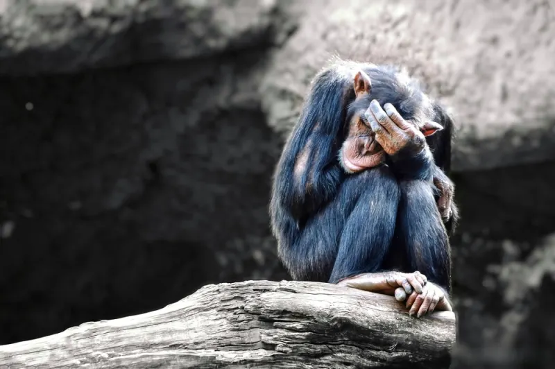 Psychological Disorders in the Animal Kingdom