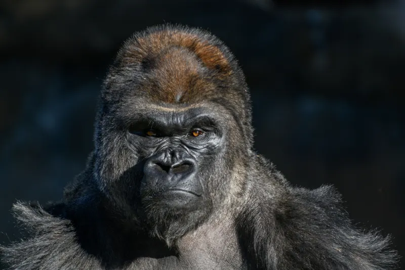 Five Animal Intelligence Operatives