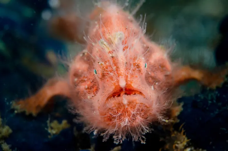 Animals With Extremely Strange Bodily Functions