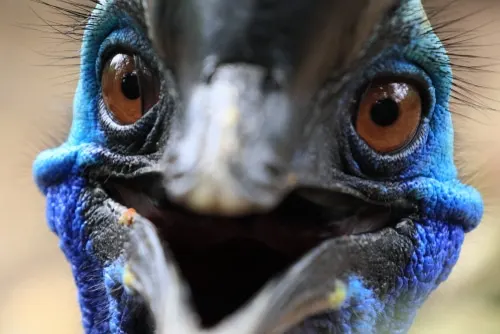 Birds With a Crazy Dark Side