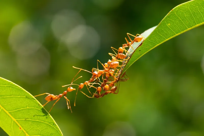 Creepy Ant Behaviors