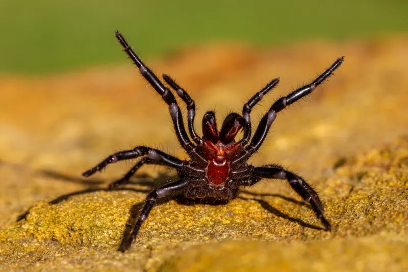 Five of the Most Dangerous Insects in the World