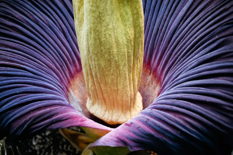 Mind-Blowing Plants That Belong in the World of Avatar