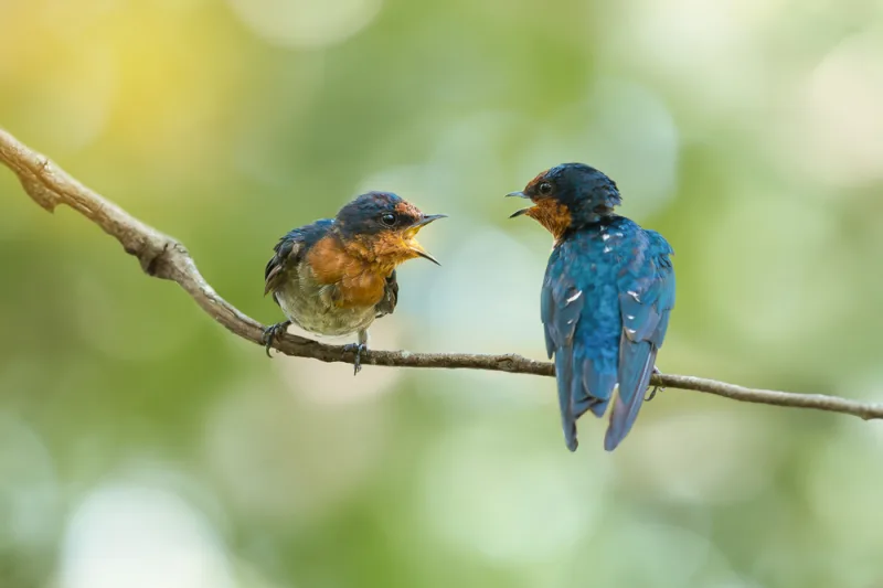 The Oddest Methods of Communication in the Animal Kingdom