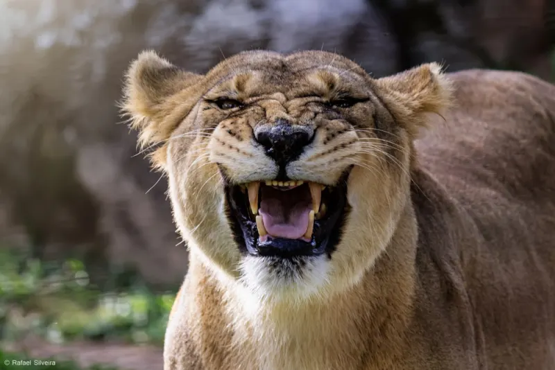 The Most Extreme Ways Animals Defend Themselves